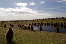 Königspinguin (78 von 84).jpg